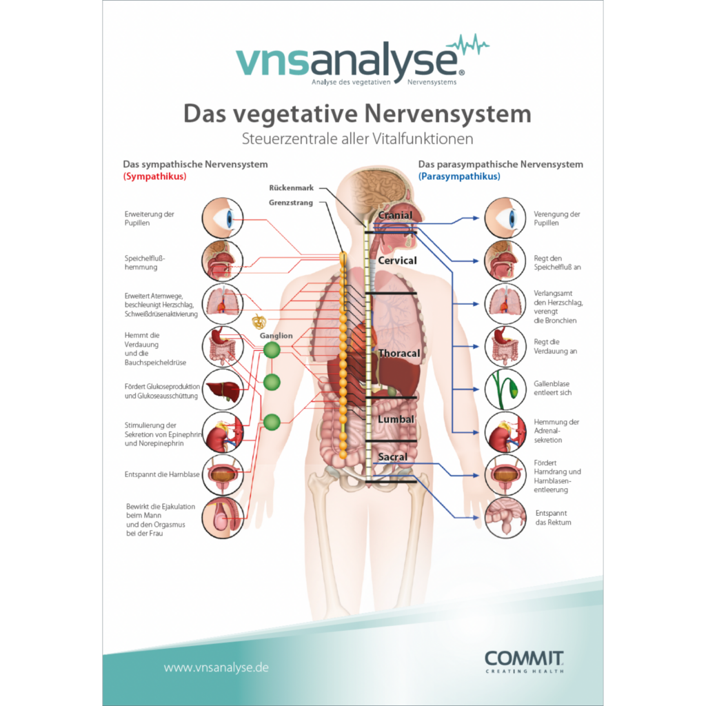 VNS Analyse Erklärungshilfe Mensch (5 St.)