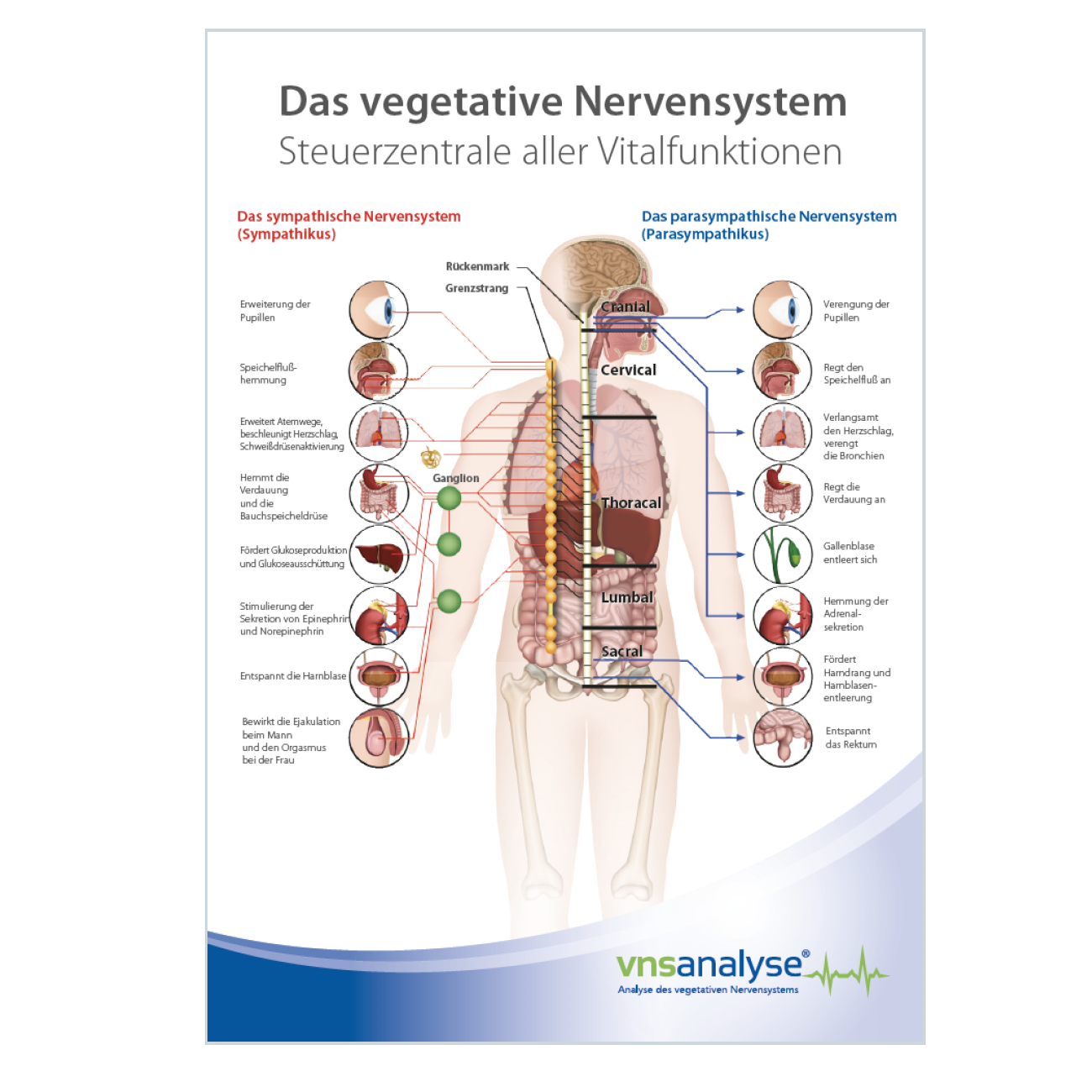 VNS Analyse Erklärungshilfe Mensch (5 St.)